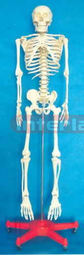 128 CM TALL, MALE BONECOLOUR CARTILAGE SKELETON WITH PLASTIC REMOVABLE STAND